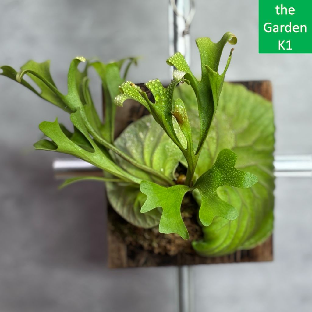 ビカクシダ リドレイ´ドワーフ´ コルク付けB ビカクシダ リドレイ