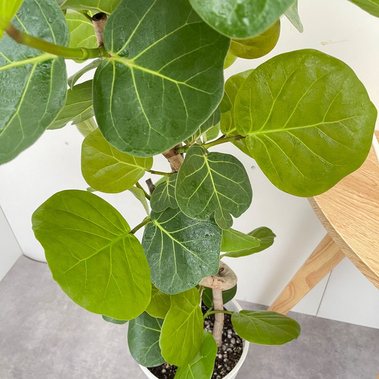 観葉植物 シーグレープ」の人気商品一覧 | 安い商品を通販サイトから探す -