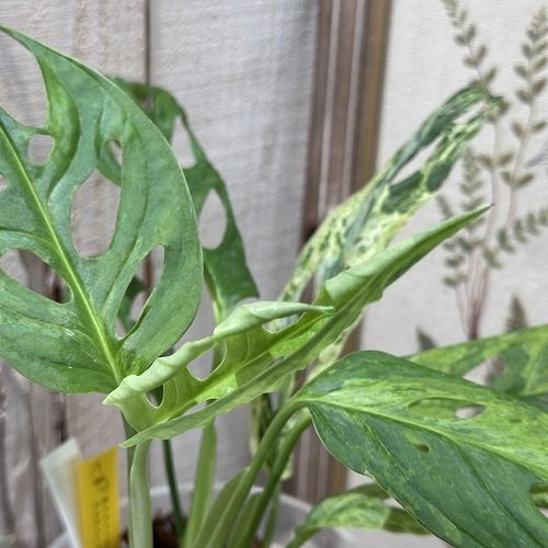 希少 モンステラ アンダーソニー マダラ 4.5号 斑入り 希少！ 観葉植物