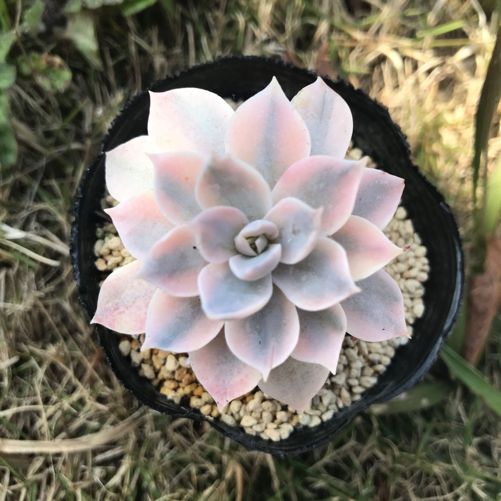 lilacina錦 エケベリア エケベリア 多肉植物 リラシナ錦 リラシナ錦