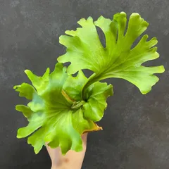 2026年最新】リドレイ モンキーキングの人気アイテム - メルカリ