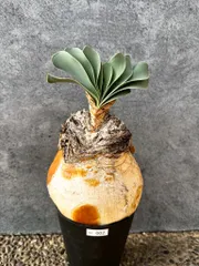 2026年最新】ブーファン 種子の人気アイテム - メルカリ