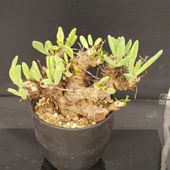 2026年最新】万物想の人気アイテム - メルカリ