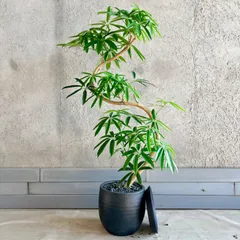 2026年最新】シェフレラの人気アイテム - メルカリ