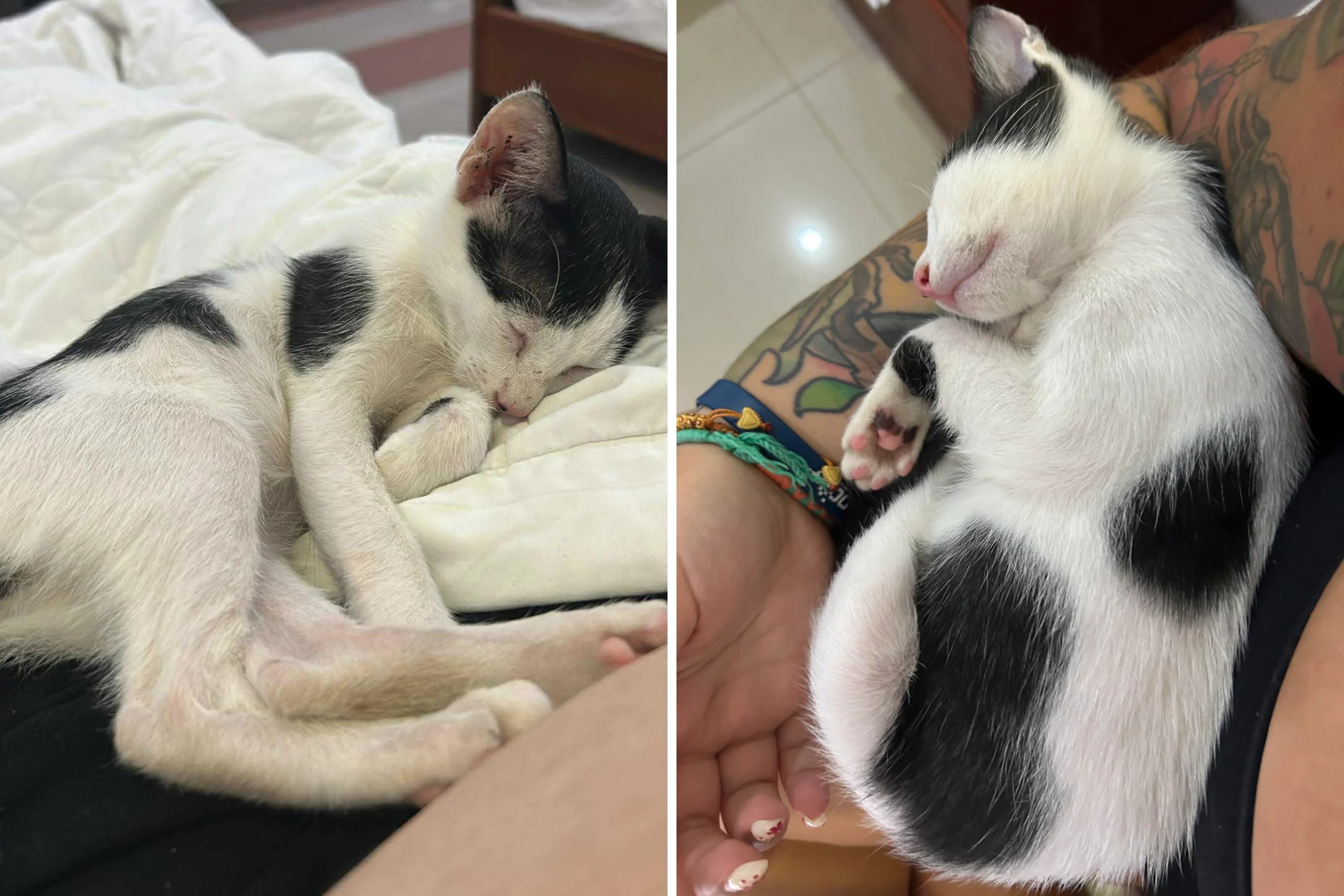 Stray Cat Found by Dumpster in Vietnam—Then Tourist Decides To