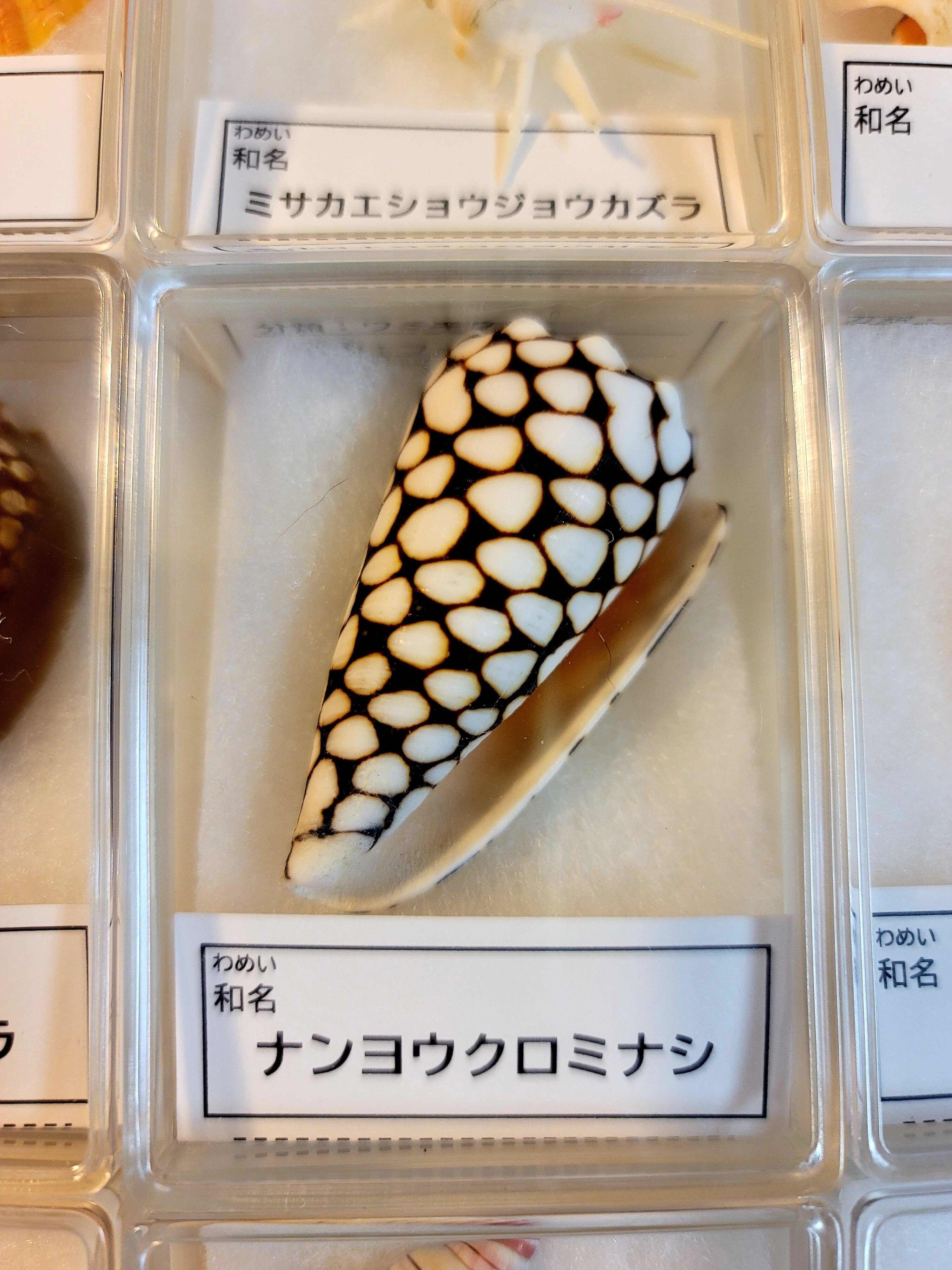 オンラインで！！“とっておきの貝殻コレクションづくり”に参加しました