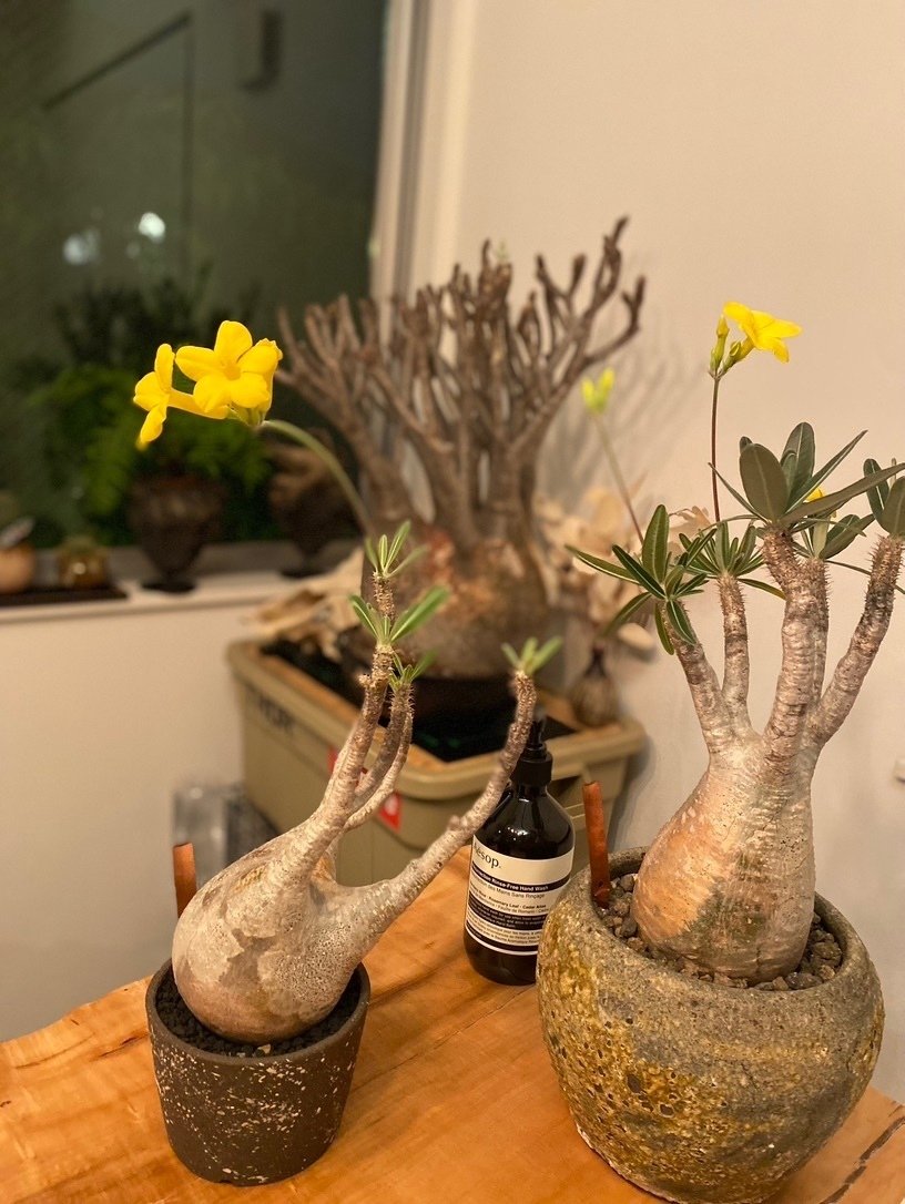 なぜ、いま 塊根植物なのか｜Yasuaki iMai