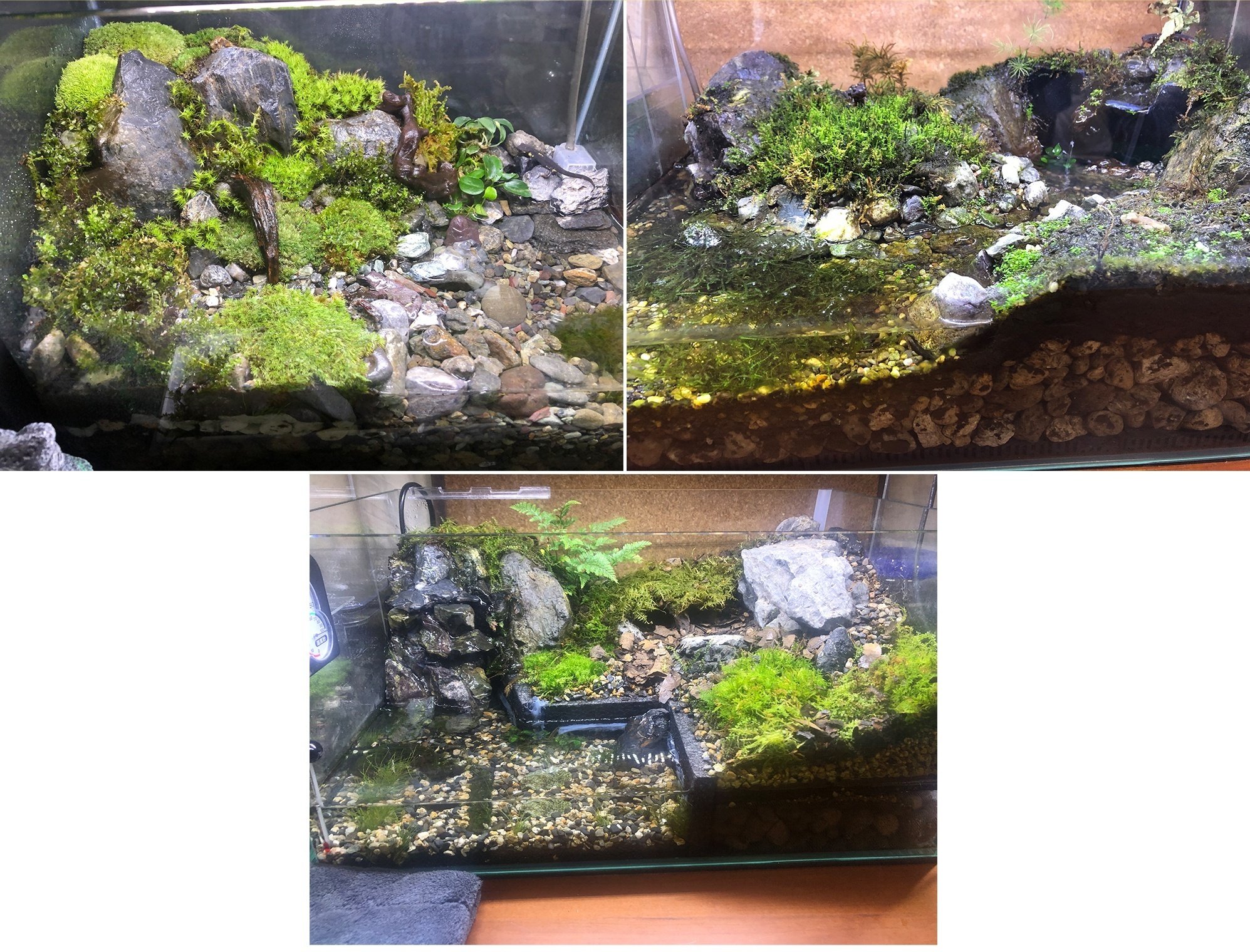 デカい！四代目イモリウム水槽が起ち上がった、という話｜MIDAS