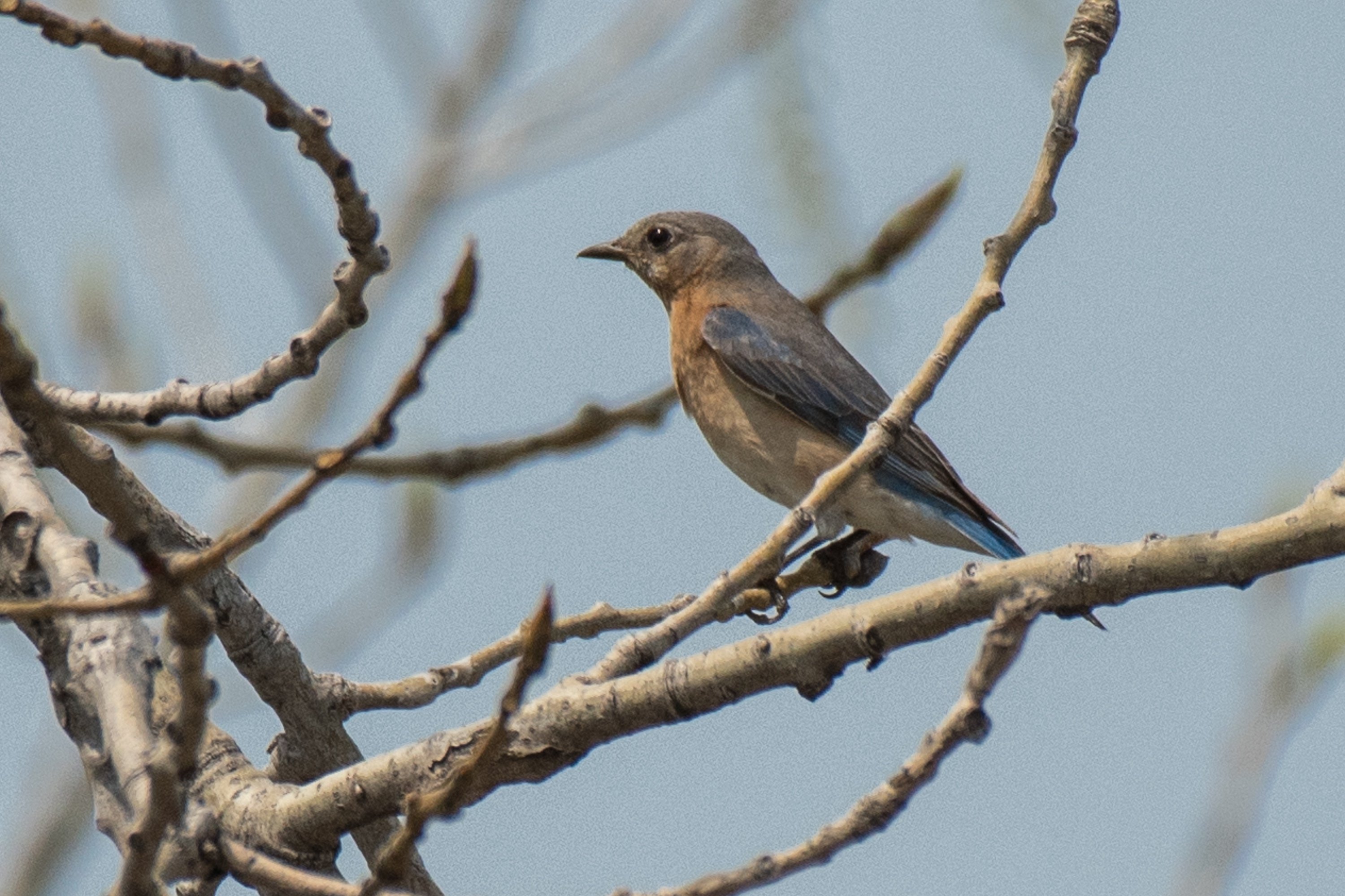 シカゴでバードウォッチング！】青い鳥｜ローリー