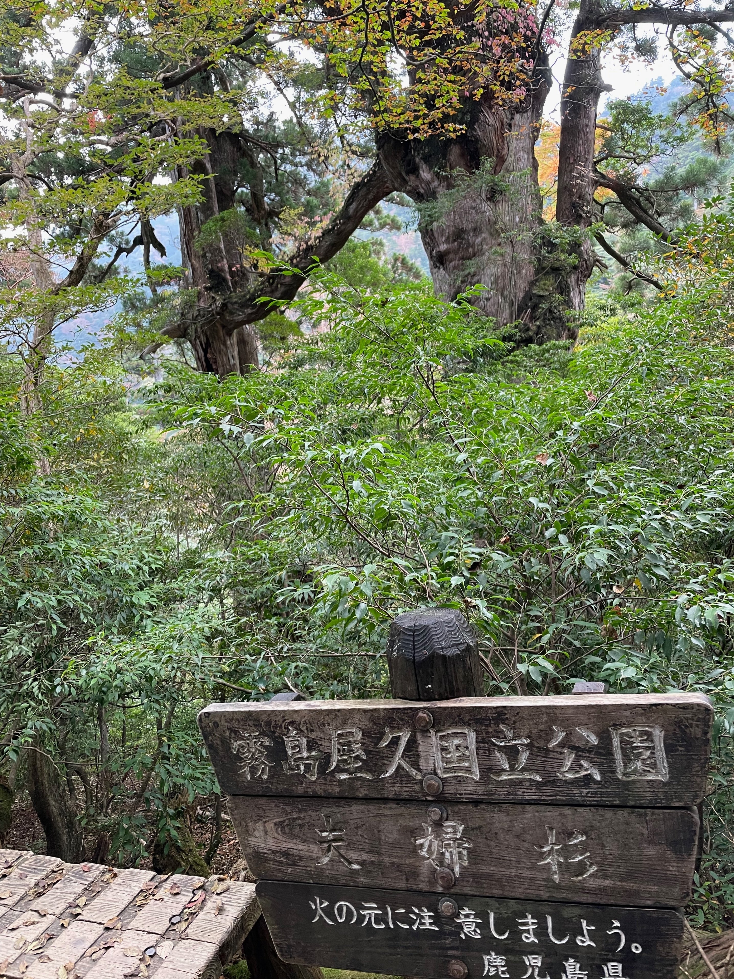 屋久島で片道で10キロ山道を歩いた先で樹齢7000年の巨大樹に出会えた旅