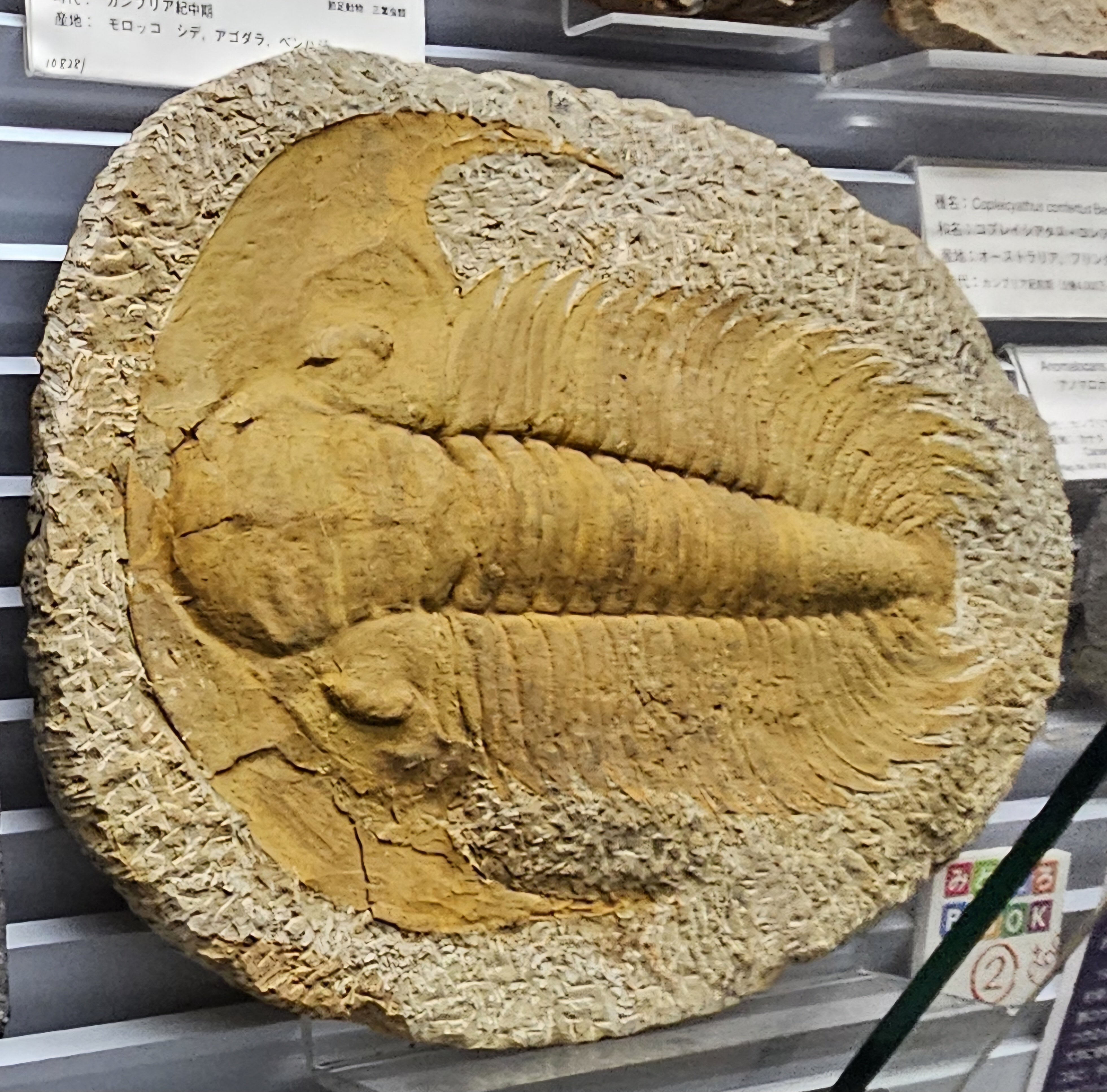 The Lost Universe 古代の巨大海洋節足動物③巨大三葉虫｜美原さつき