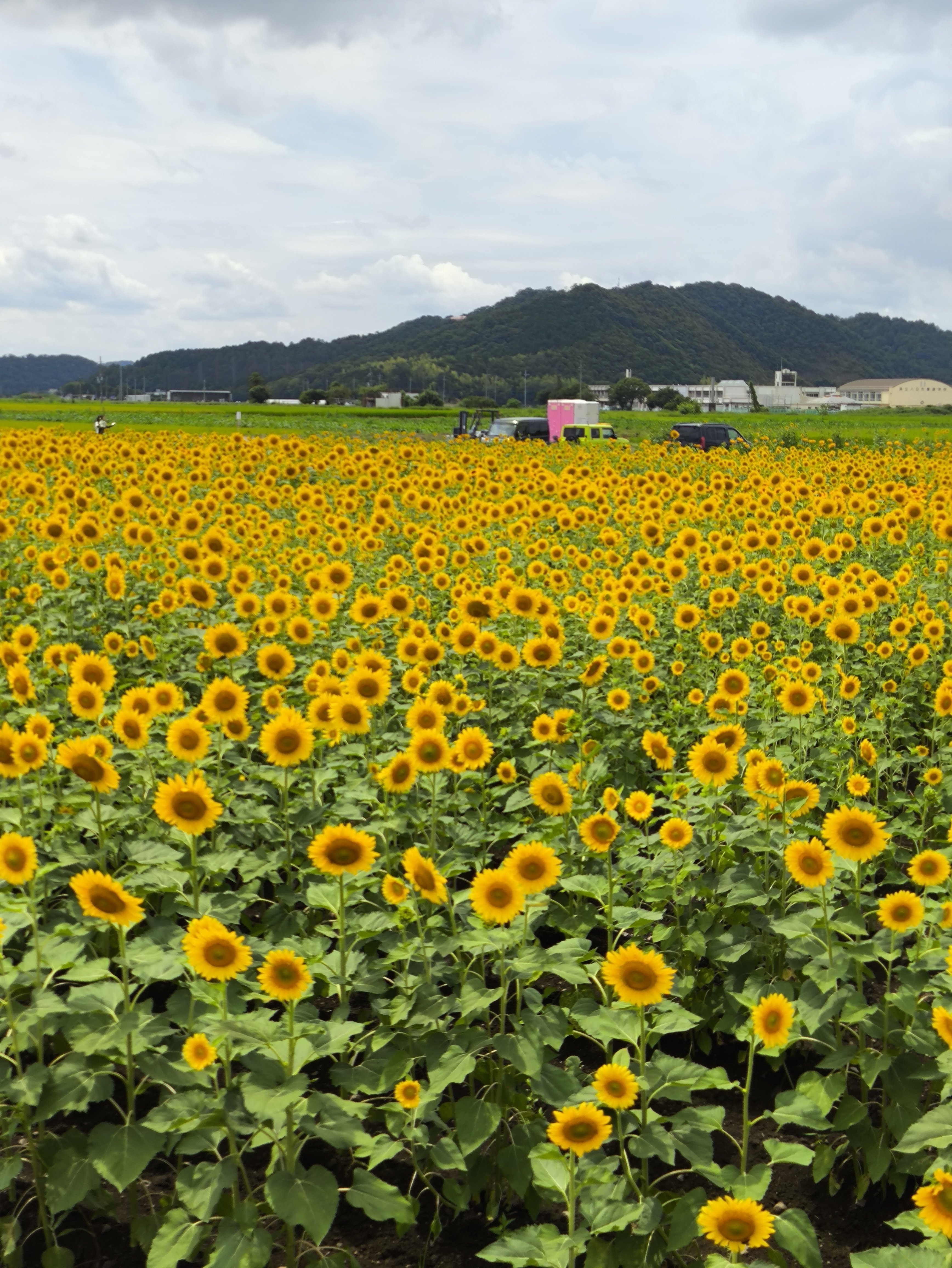 ひまわりと電車が織りなす夏の絶景スポット【山梶農園・東近江市】｜修