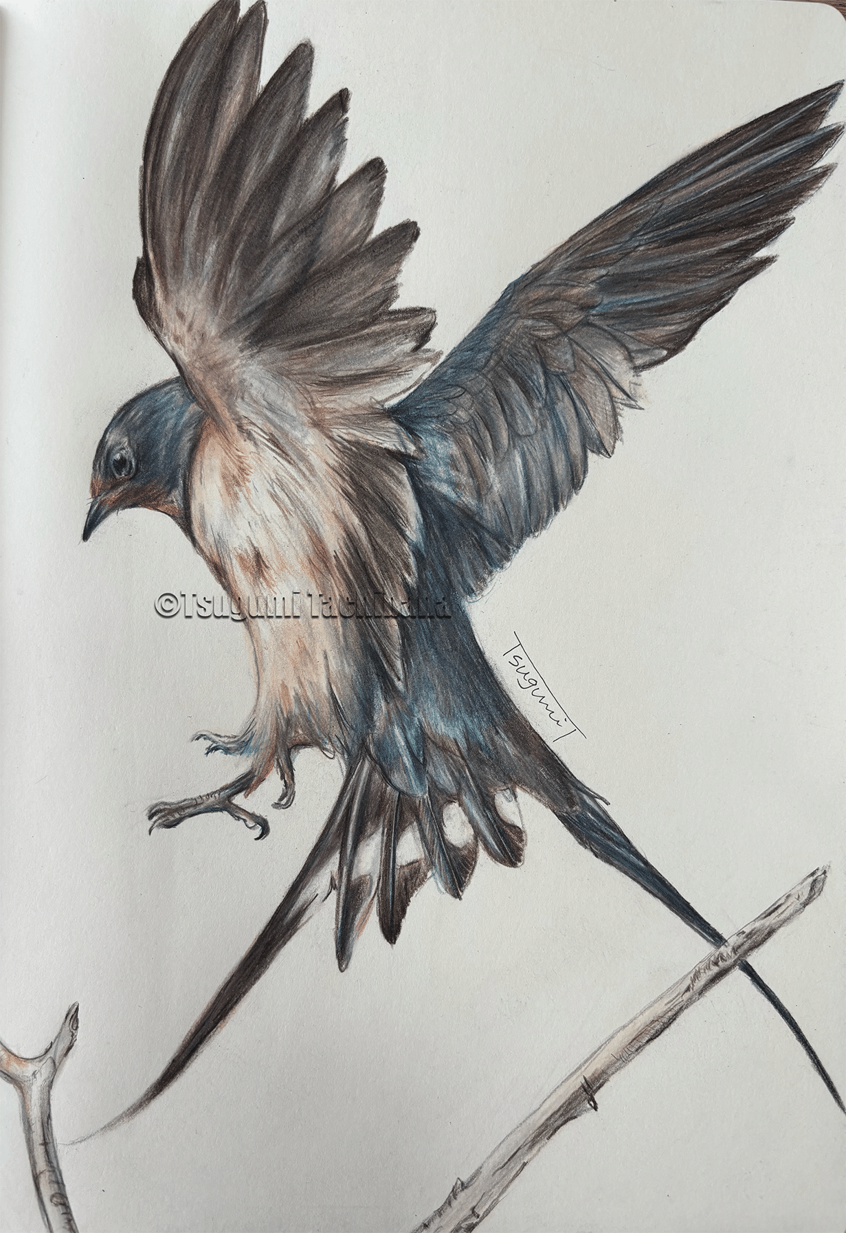 鳥の絵を載せるだけの日 29｜橘鶫TachibanaTsugumi