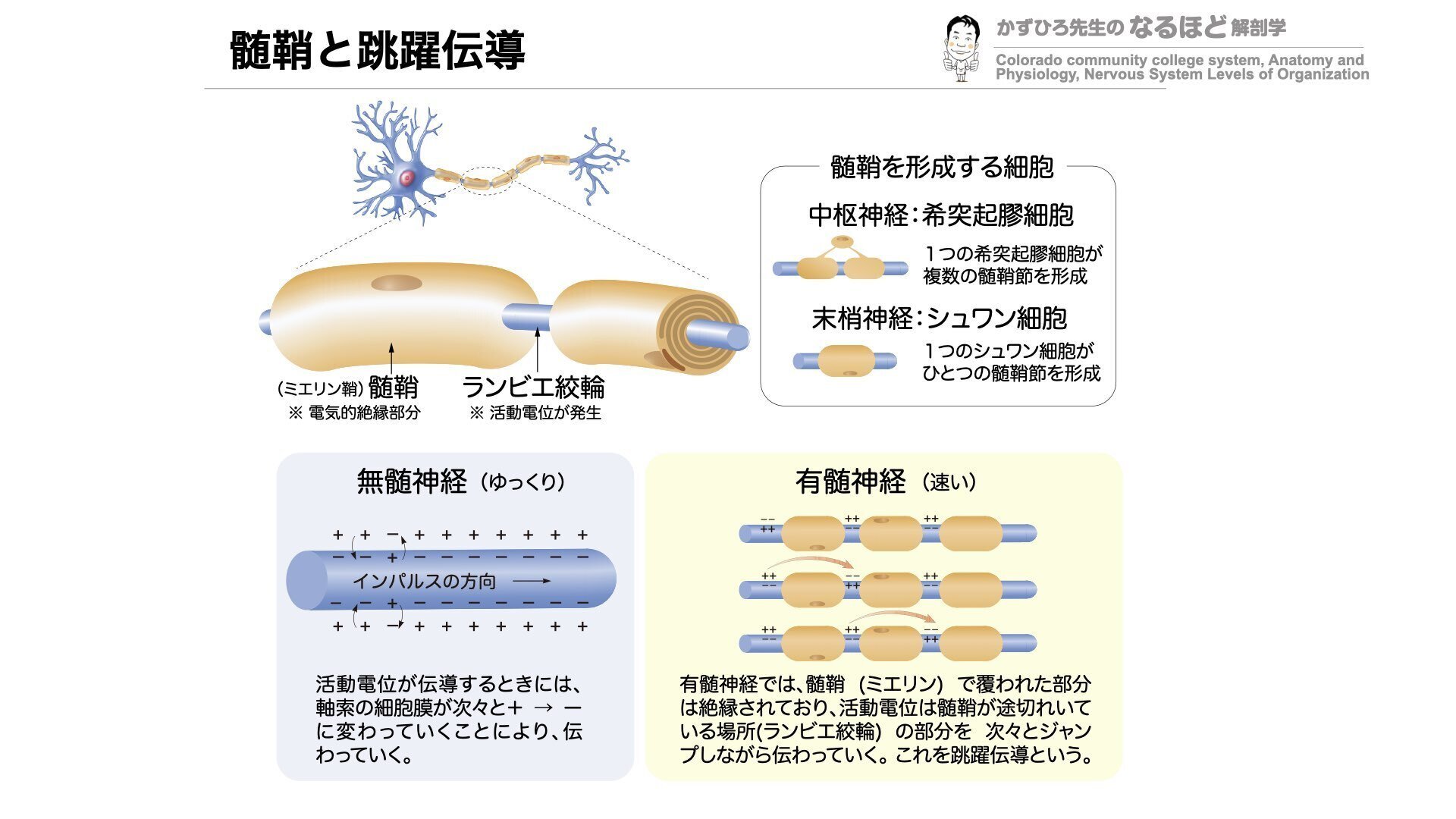 末梢神経線維の分類 ｜ やさしい神経解剖学｜かずひろ先生（黒澤一弘
