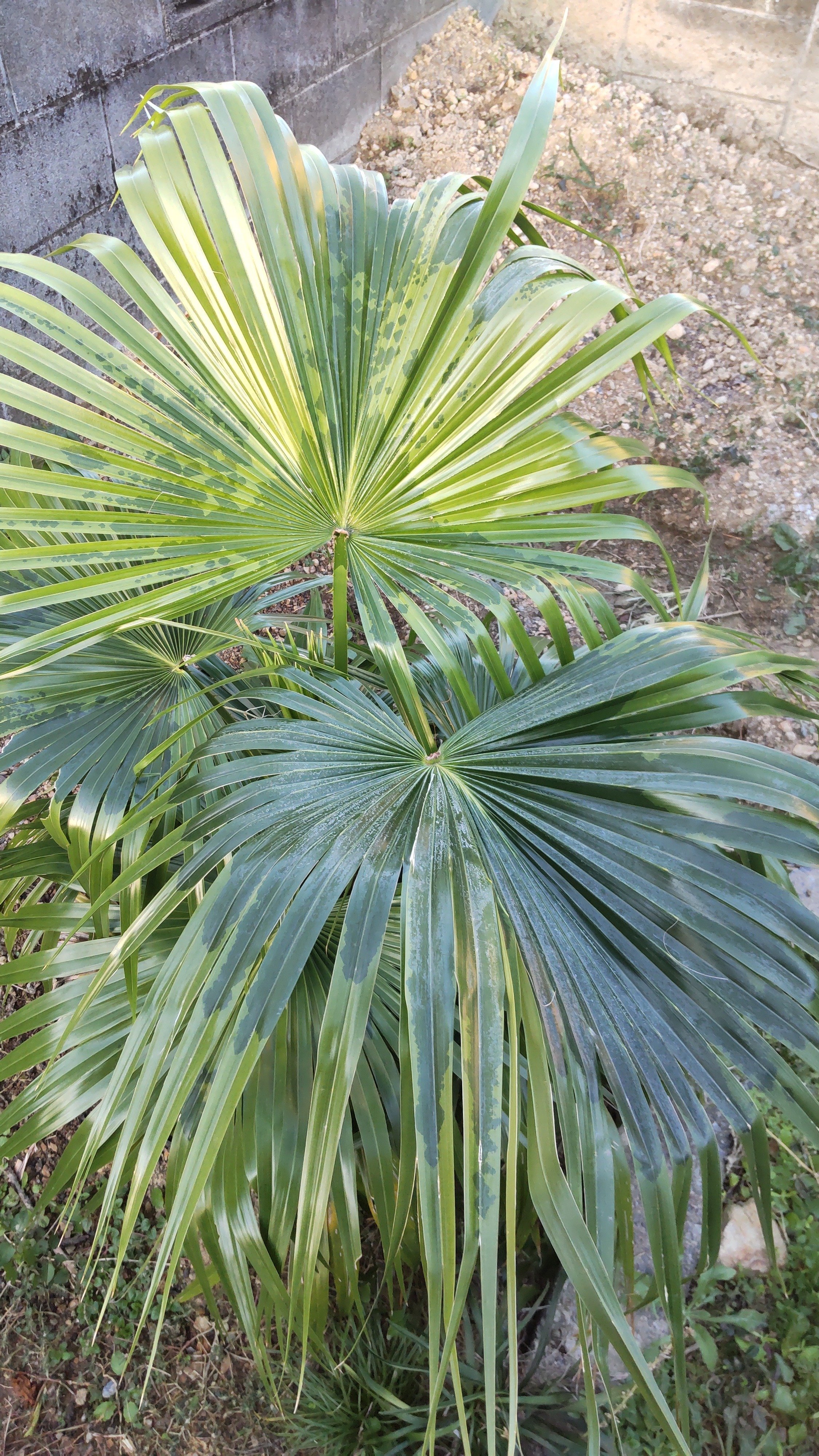 ヤシの木を語る1（日本本土原産のヤシの木たち）｜サイクロン