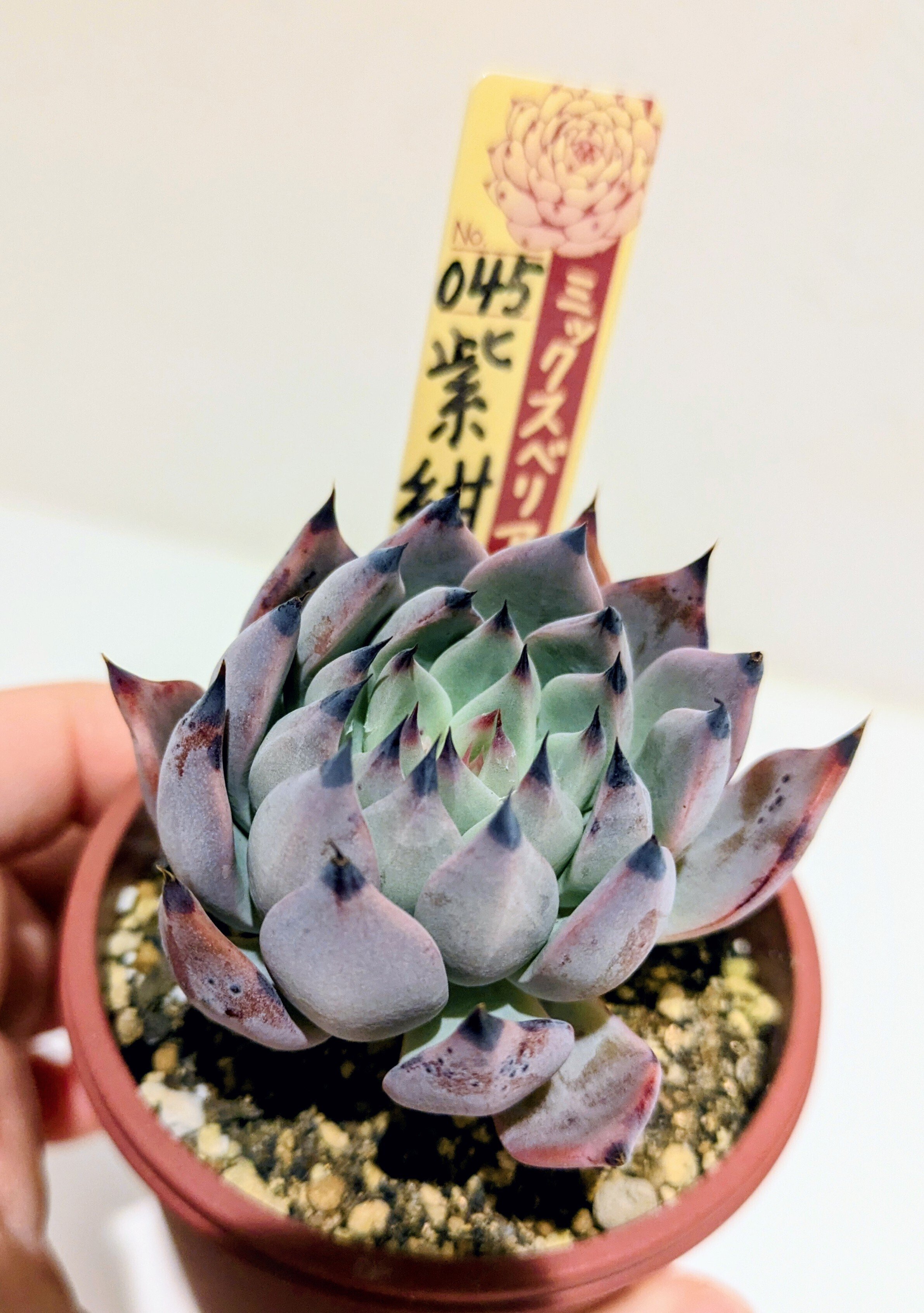 多肉植物】おらいさん苗|紫紺の矢（しこんのや）|ミックスベリア｜そよ