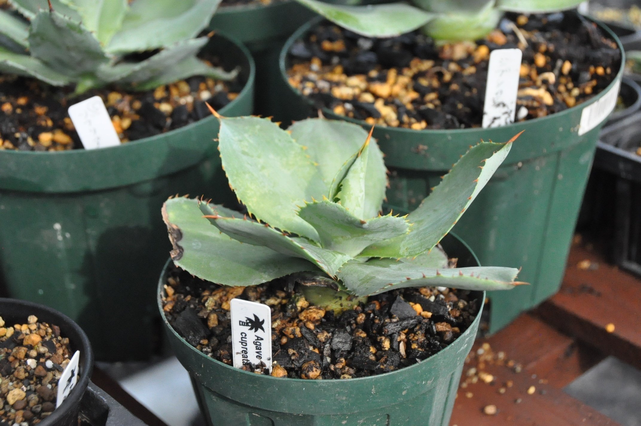 アガベ 品種紹介（Crenatae節）｜KKGREEN