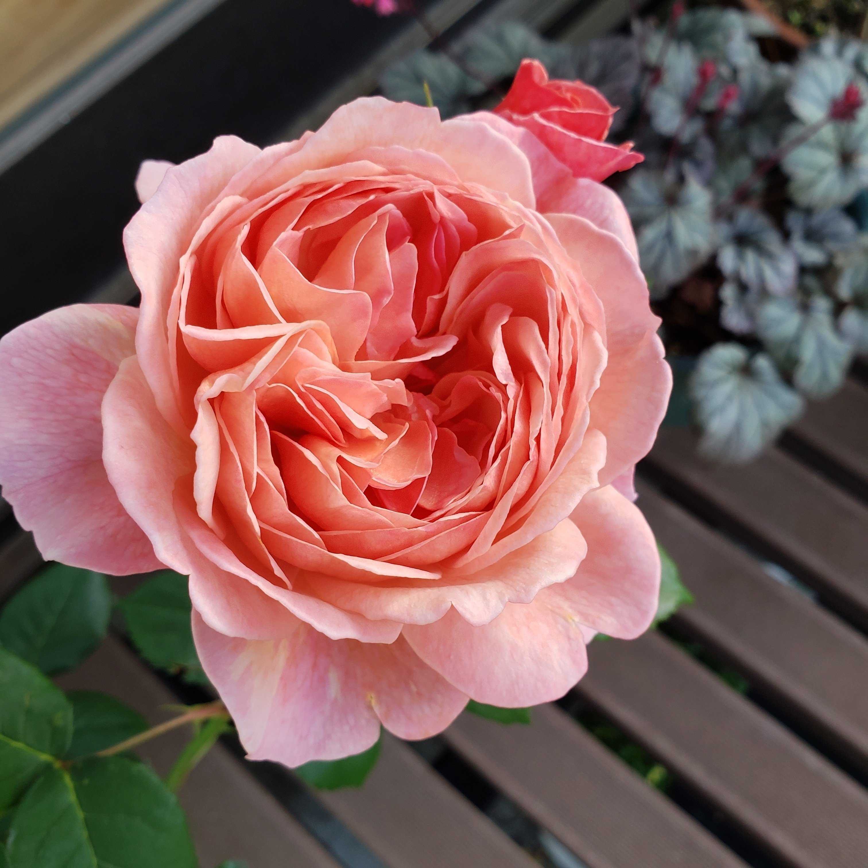 愛すべき和バラ かおりかざり｜りっか@あれこれ園芸記録