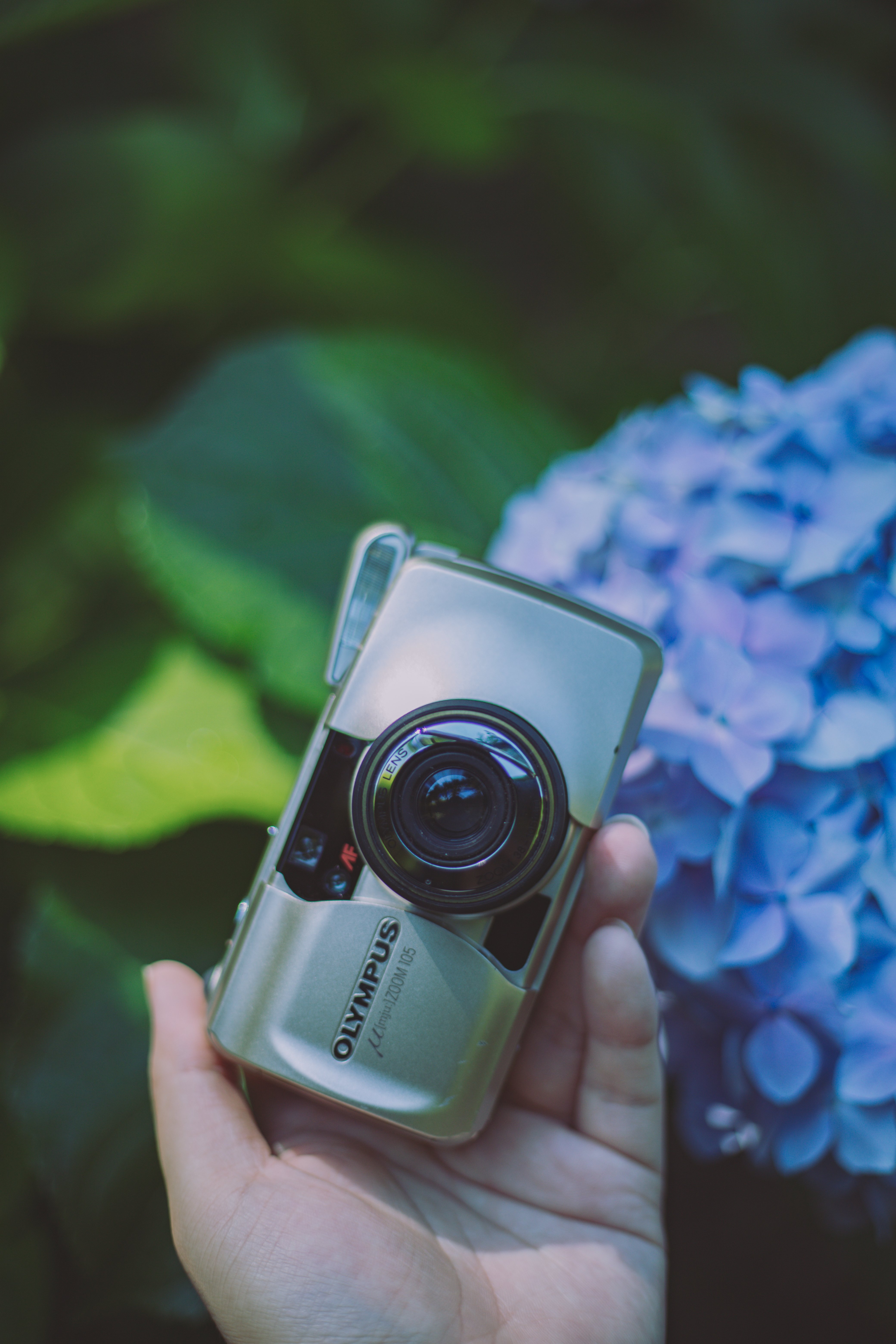 フィルムカメラ】私のミューズ｜オリンパス μ ZOOM 105｜もんぶらん
