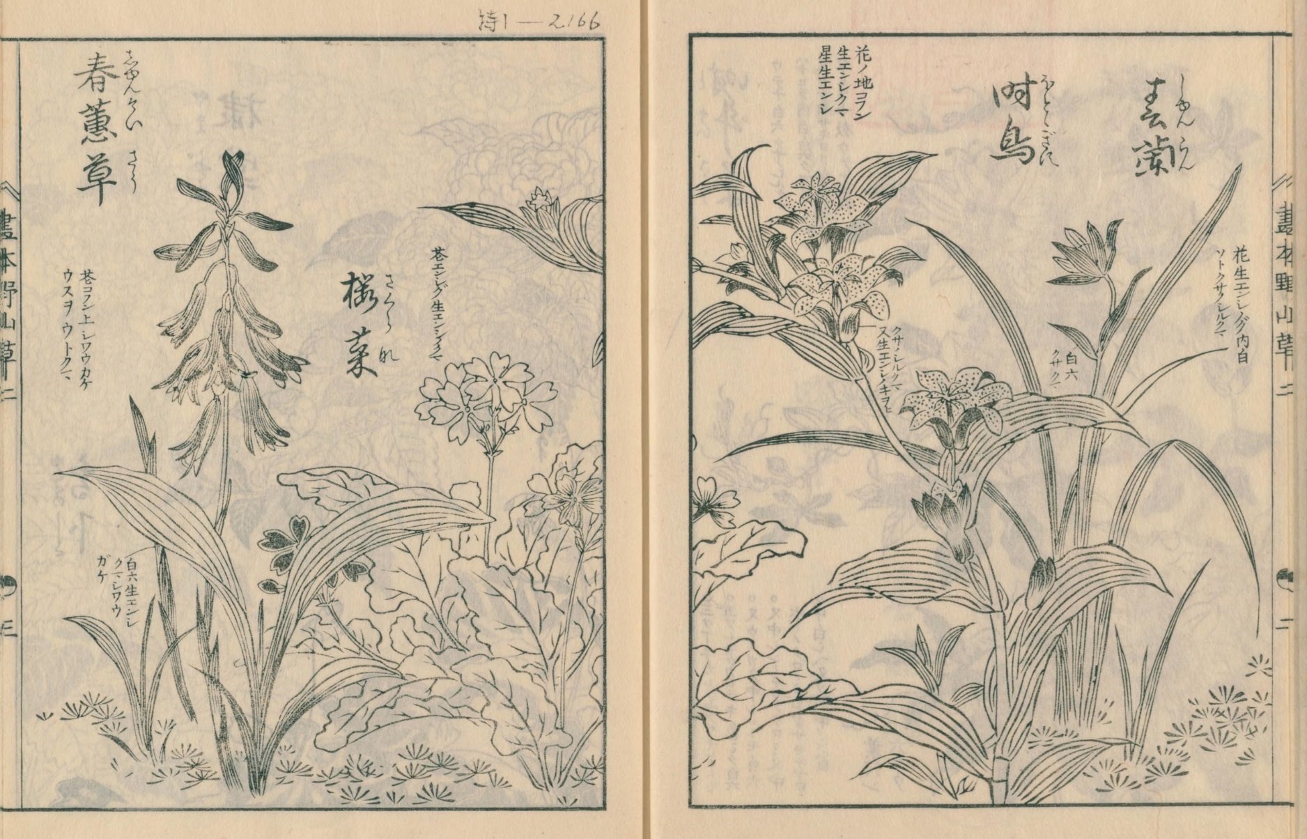 絵本野山草】(9) 時計草／春蘭／時鳥／桜草／春蕙草／やまぶき／雪の下