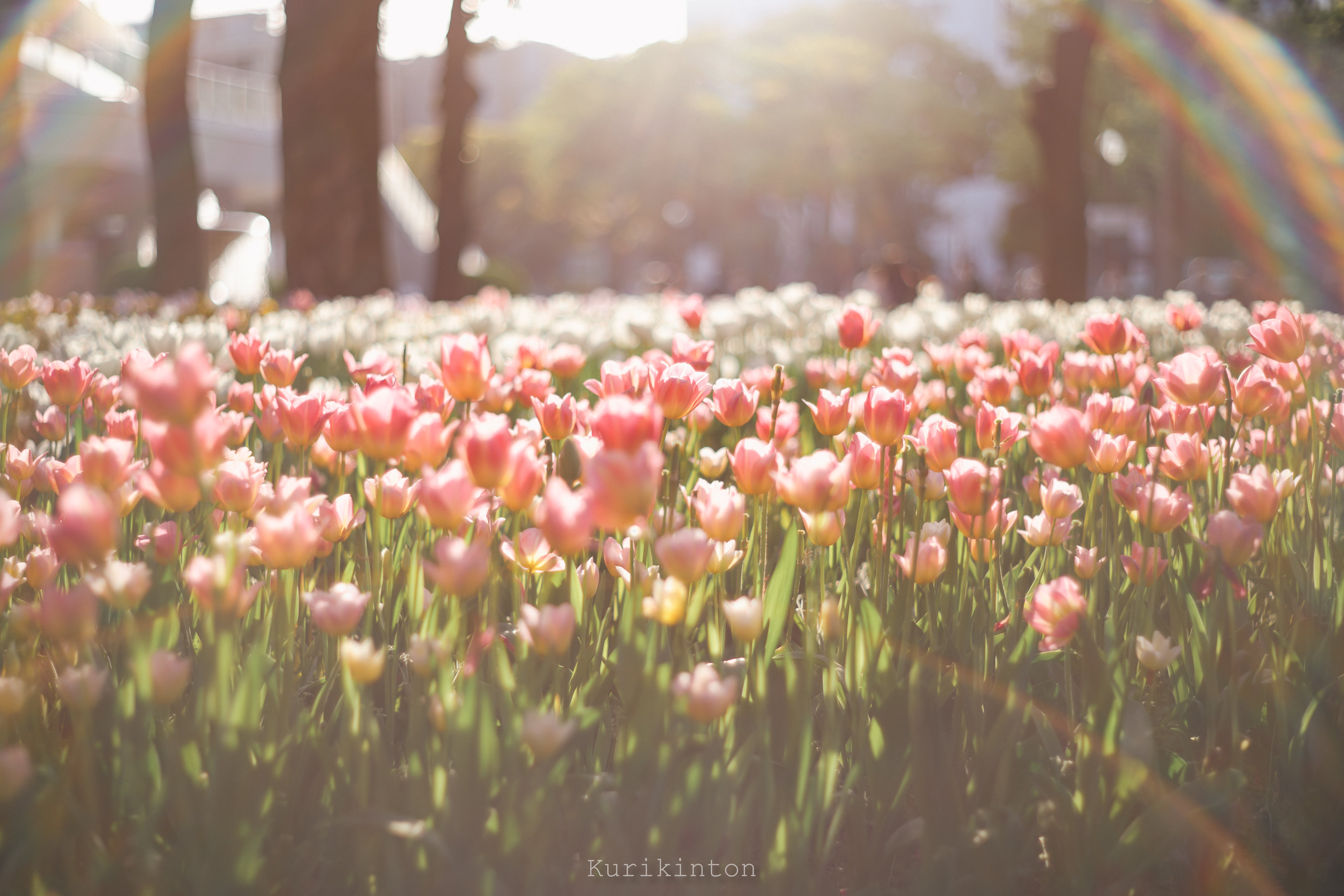 🌈虹のフレア祭り🌈：Super-Takumar 55mm f1.8｜栗きんとん
