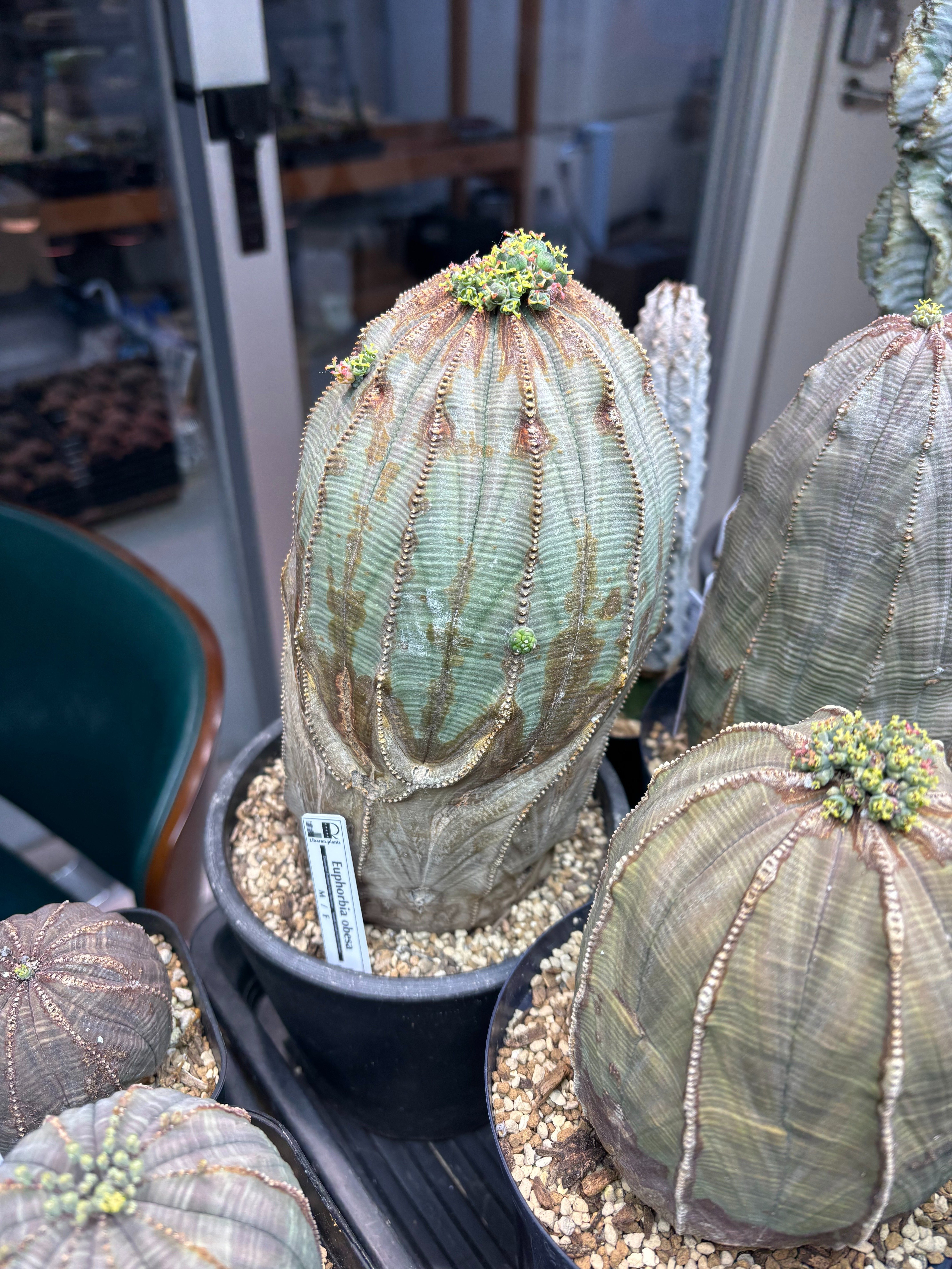 専門店で教わったこと｜園芸バタフライ