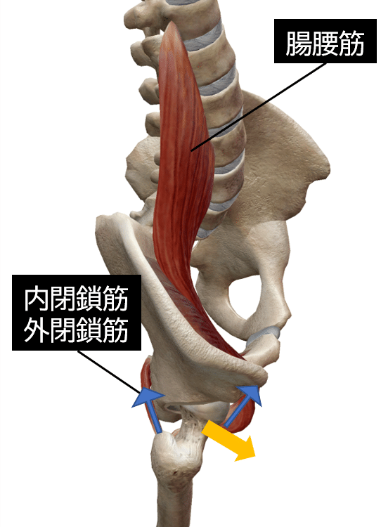 股関節痛の理学療法〜骨頭求心位獲得のための評価とアプローチ〜｜理学