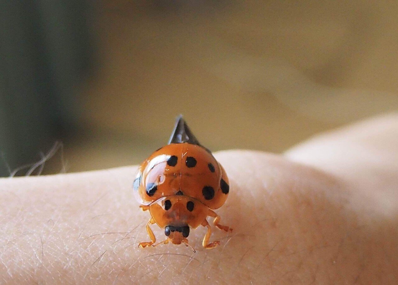 大きくて綺麗なてんとう虫｜之哲／Yuki Satoru