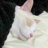 青単サイバー エピタフ型のループ証明｜なしゃん