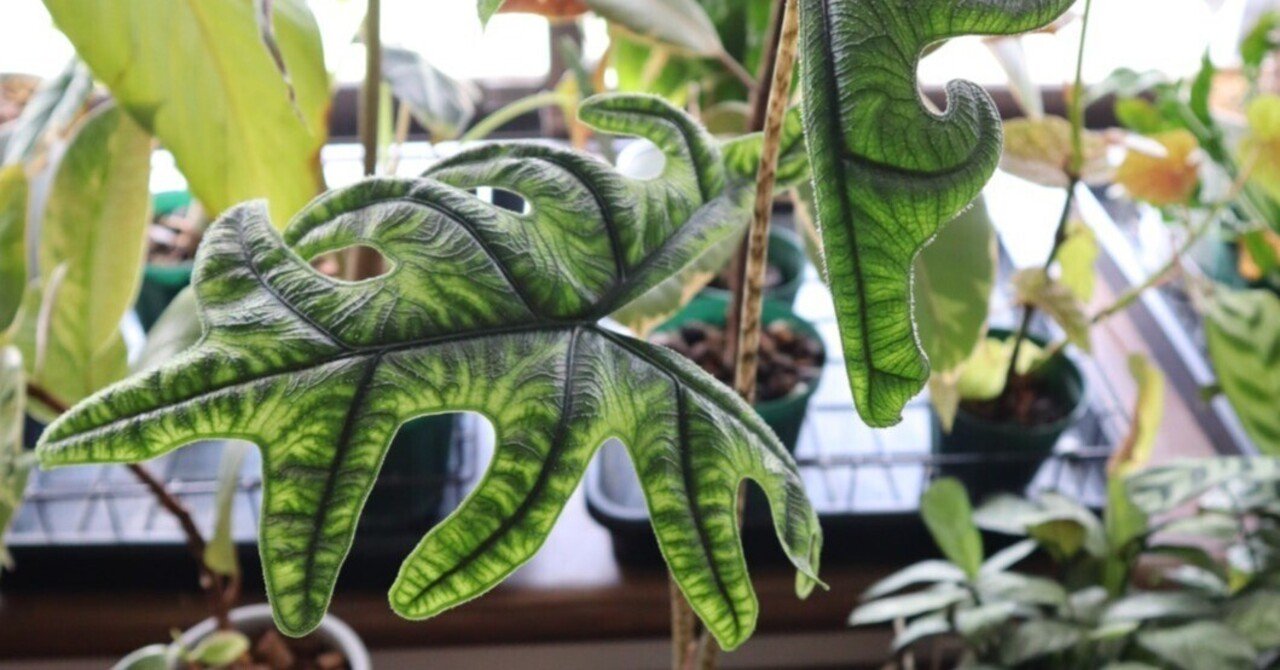 アロカシア・ジャックリン｜こだわらないひと