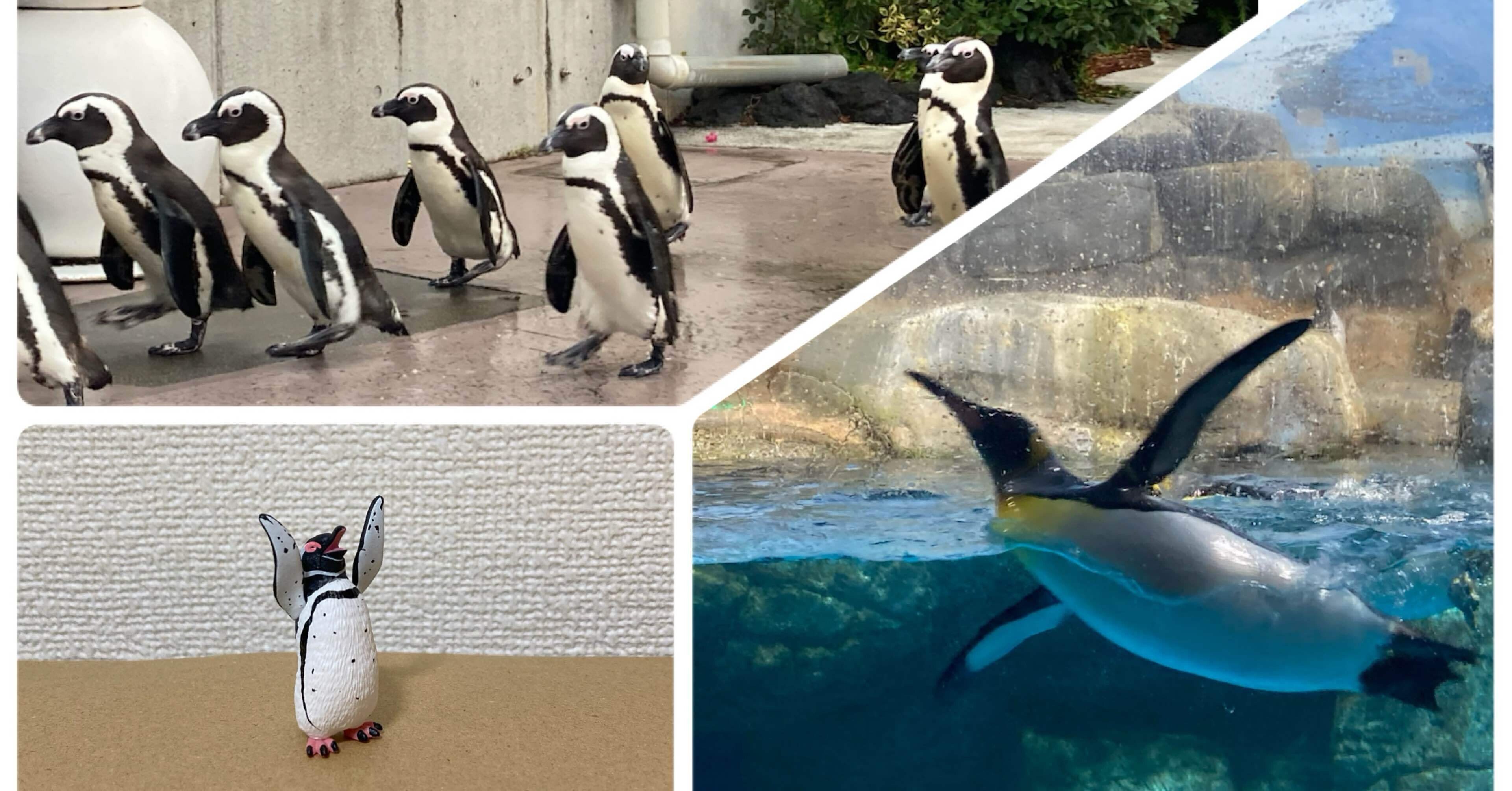 ペンギンに癒され、エネルギーチャージした休日｜おっくん