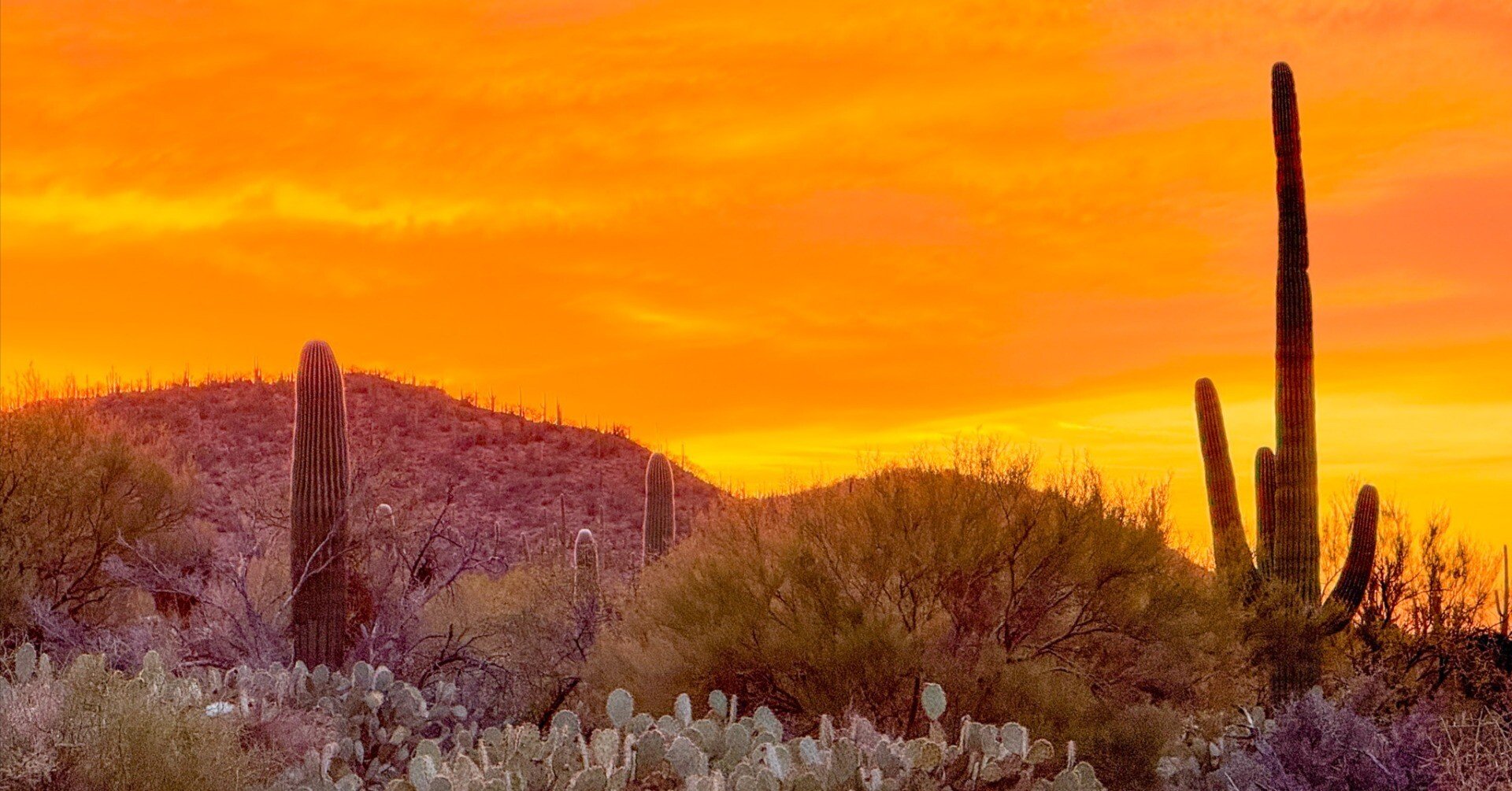 アメリカ旅行記🇺🇸】サワロ編 数百万本のサボテンで埋め尽くされた