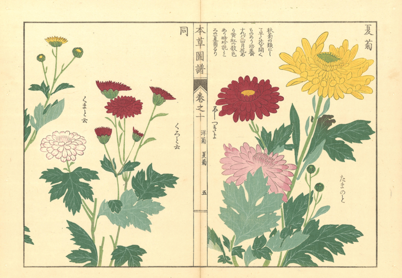 日本山草図譜 日本山草図譜 日本山草図譜