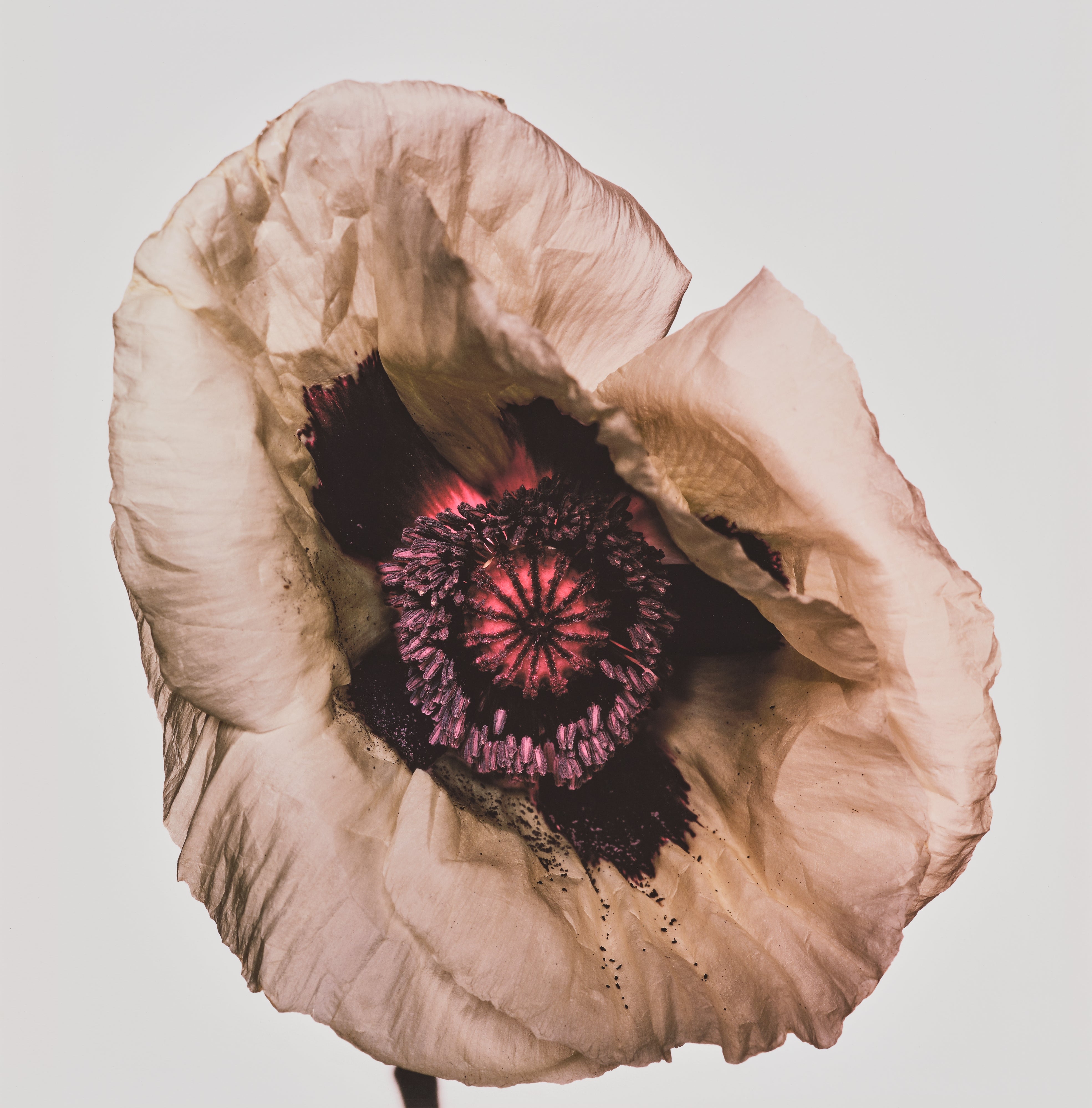 Irving Penn Visual Language: The Art of Irving Penn