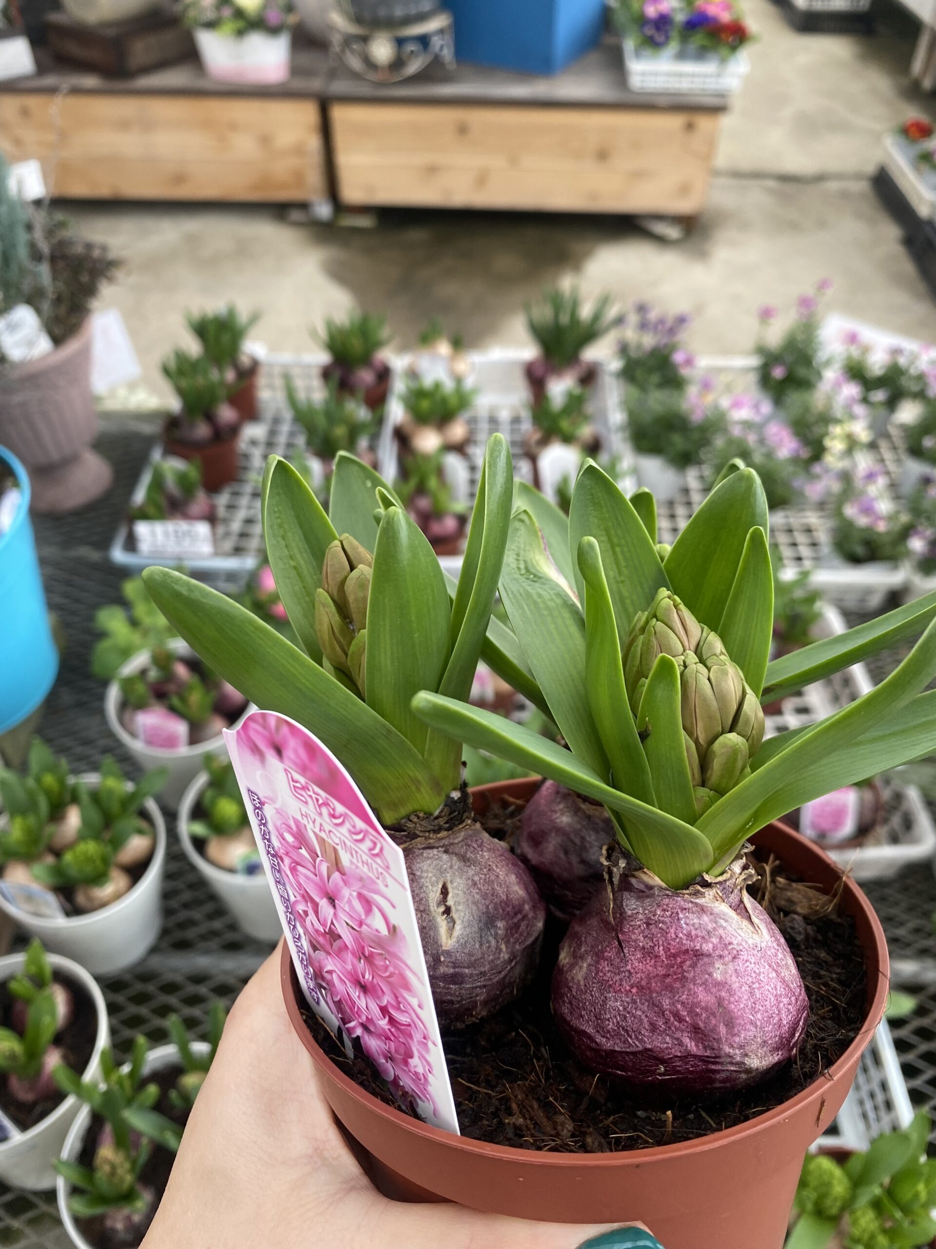 つややかな芽から活力 春待ち顔のヒヤシンス | 記事一覧 | Web