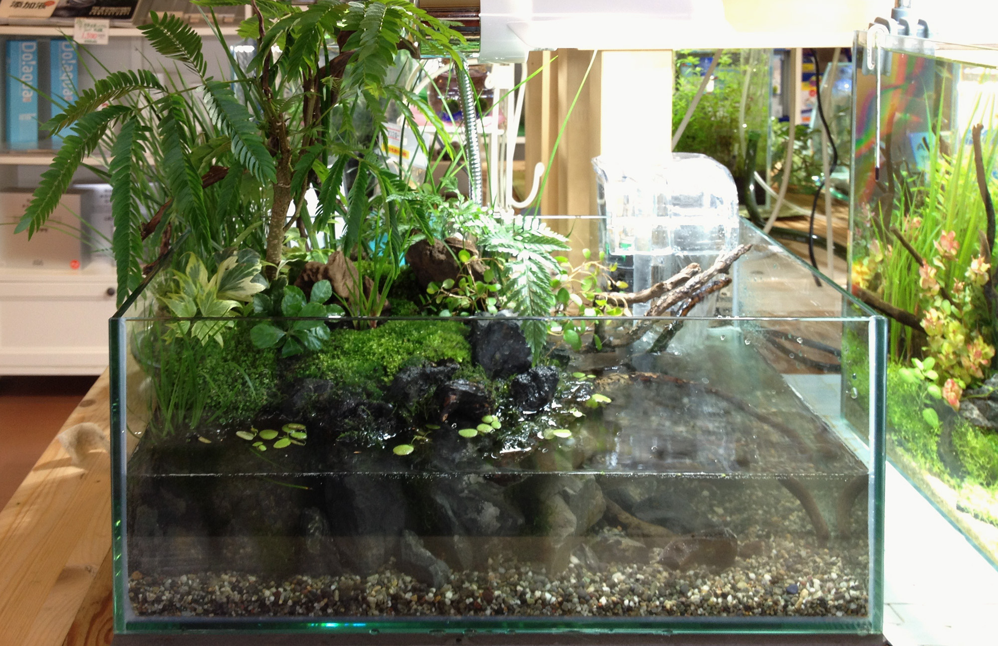 テラリウム作品例｜30cm「Nano tropical」