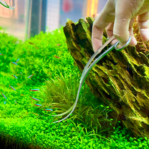 ADA Pro Scissors Wave – Aqua Forest Aquarium