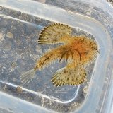 深海性海水魚》ミツクリエナガチョウチンアンコウ（凍結） - 【近海産