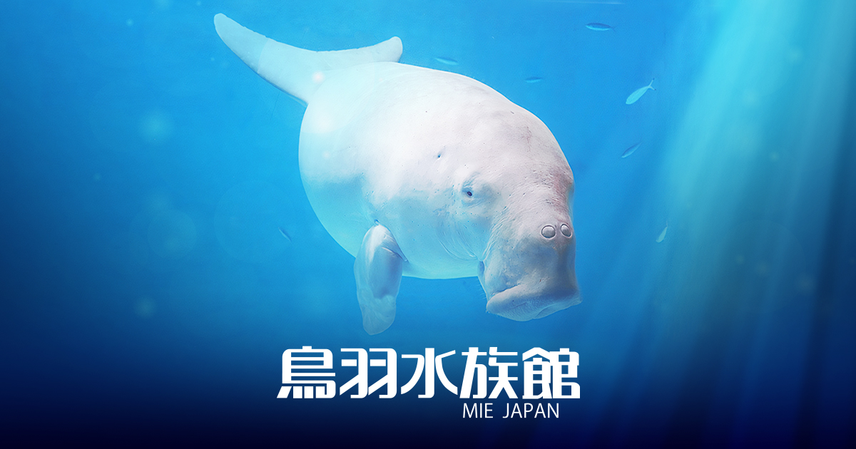 TOBA AQUARIUMコレクションカード オンライン再販売のお知らせ | 鳥羽