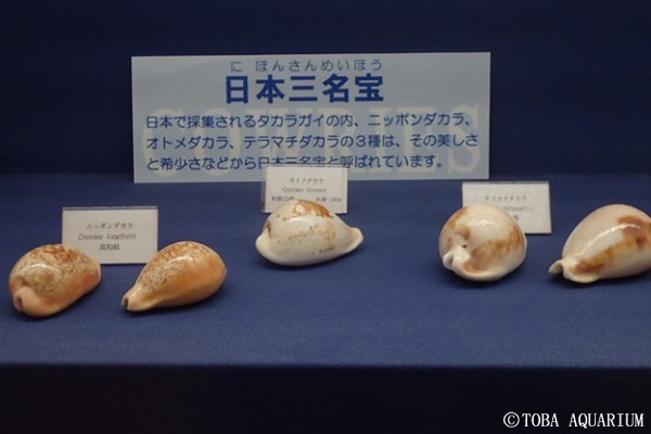 普段は外套膜に覆われています | 鳥羽水族館 飼育日記