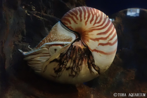 オウムガイの殻の黒いスジ | 鳥羽水族館 飼育日記