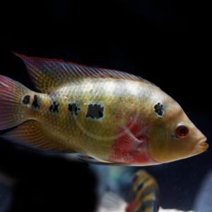 Cichlids from Central America 熱帯魚 Cichlids from Central America