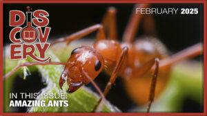LI-Discovery-Amazing-Ants-JP-