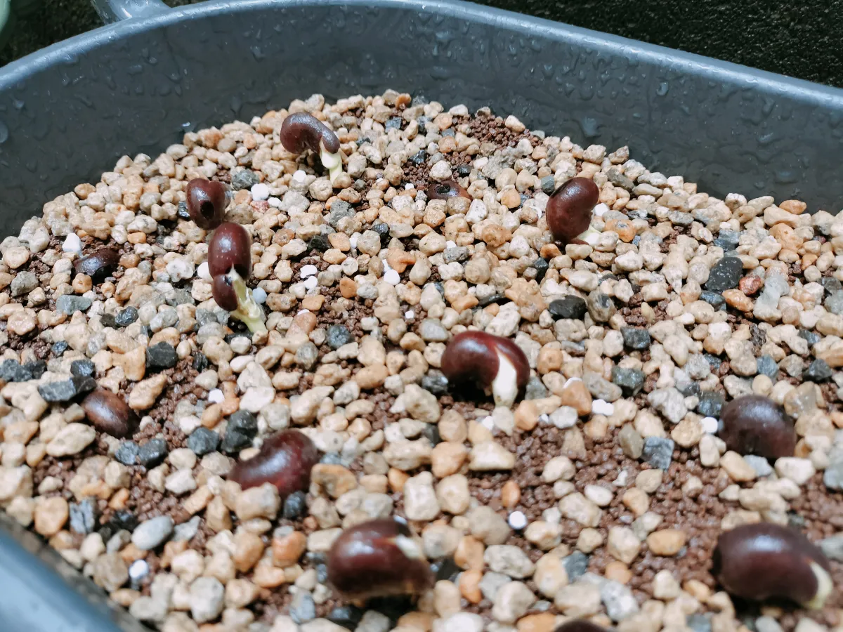 種子] アダンソニア（バオバブ） ディギタータ Adansonia digitata