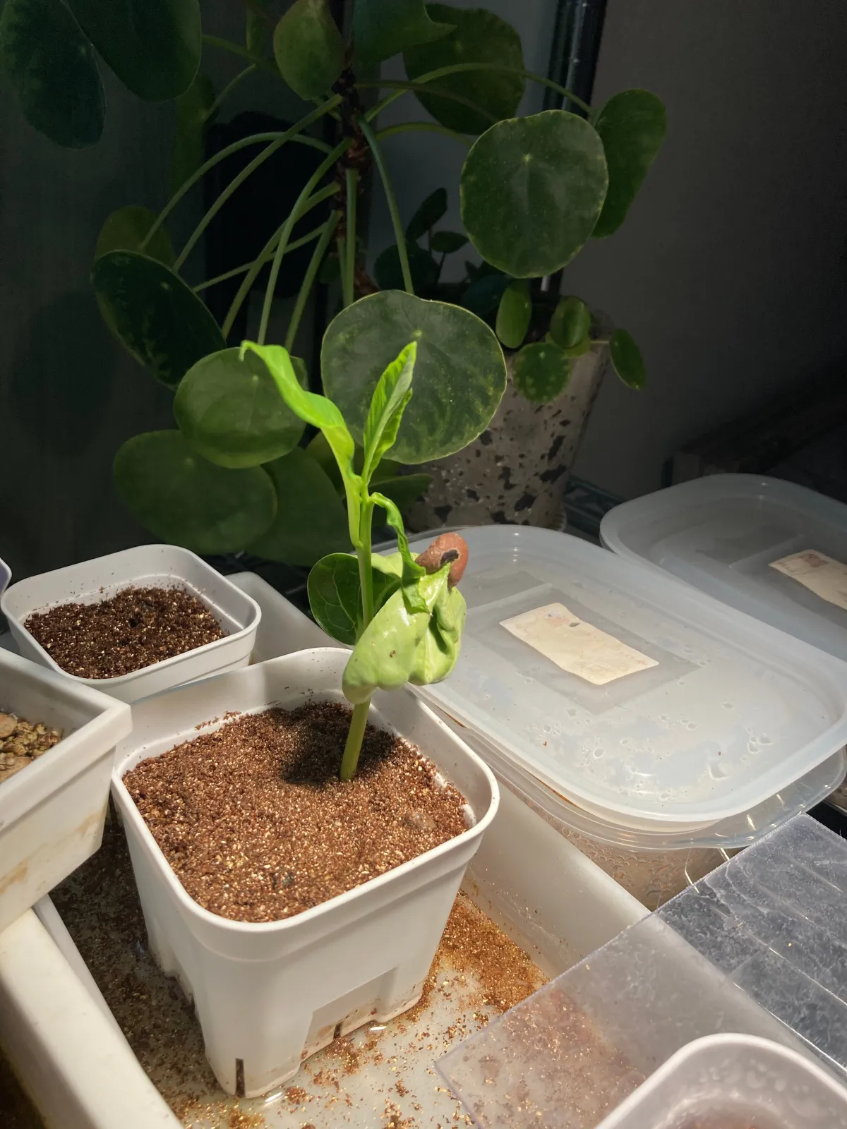 バオバブの木 アダンソニアディギタータ バオバブの木 アダンソニア