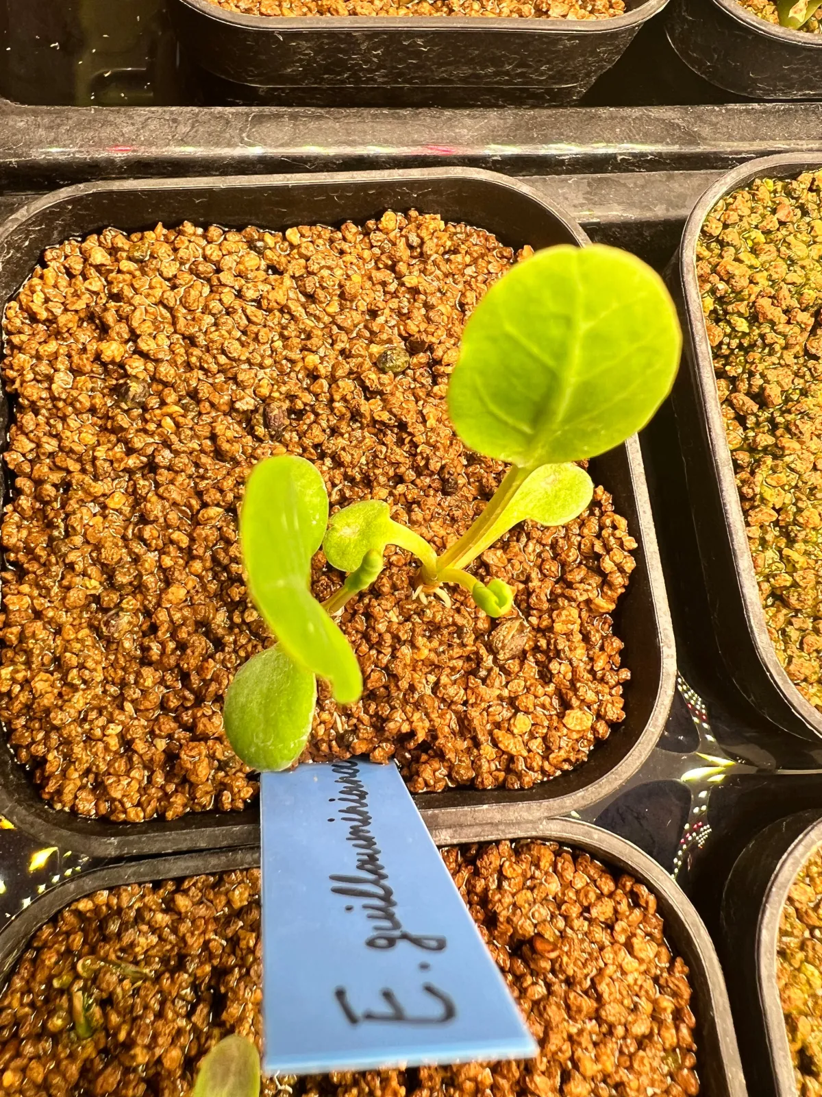 種子] ユーフォルビア ギラウミニアナ Euphorbia guillauminiana