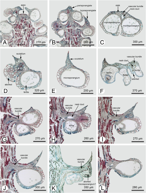 Pollen cones of Afrocarpus and Podocarpus (Podocarpaceae