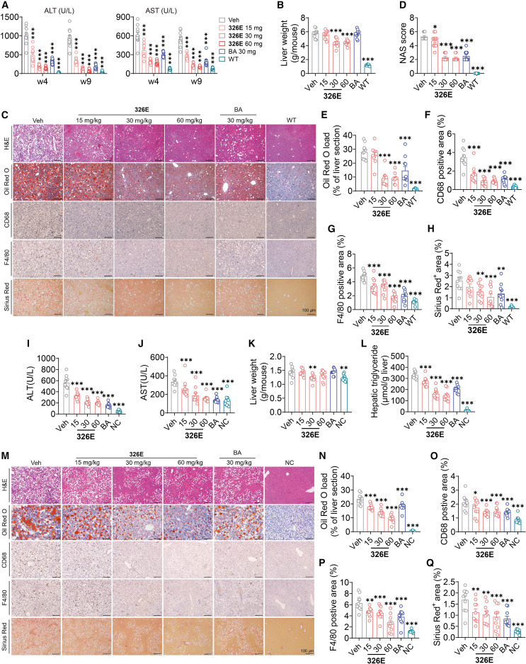 The enedioic acid analog 326E alleviates metabolic dysfunction