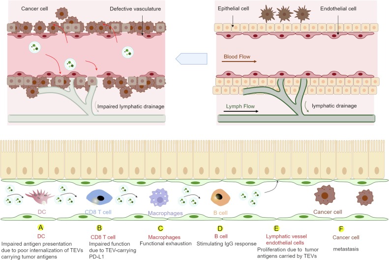 Extracellular vesicles reshape the tumor microenvironment to