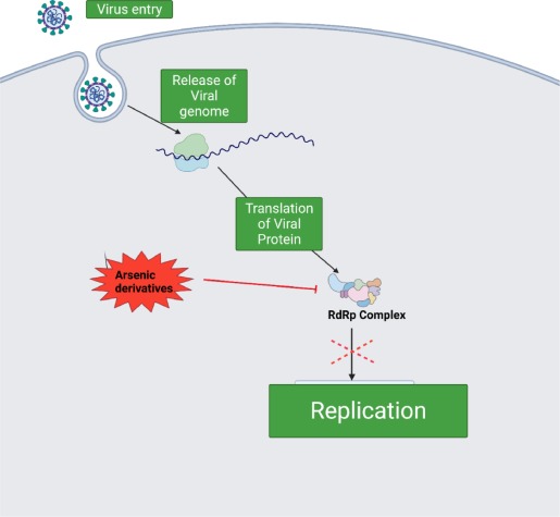 Down-regulation of RdRp complex and activated immune response due